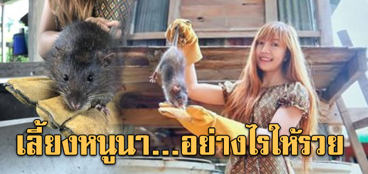 หนูนาพารวย..!! เลี้ยงหนูนา..สร้างรายได้ เป็นกอบ เป็นกำ เลี้ยงยังไง !? (คลิป)
