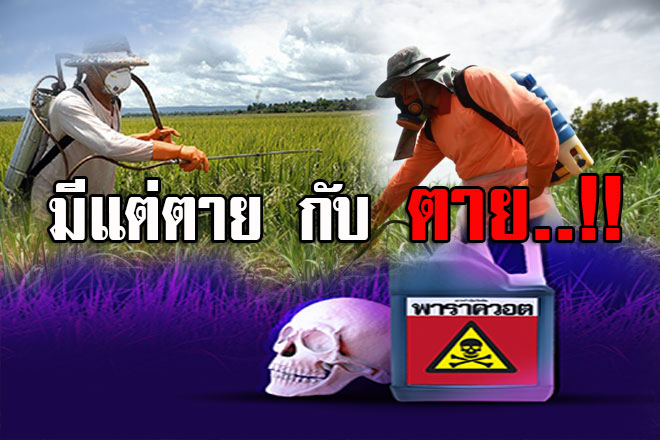 มีแต่ตายกับตาย..ถ้าใช้ สารเคมี พาราควอต..!!