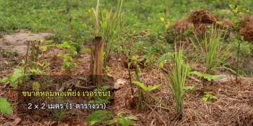 หลุมพอเพียง ปลดหนี้ สร้างรายได้ ..!!