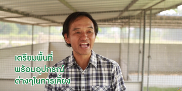 การเลี้ยงไก่สวยงาม