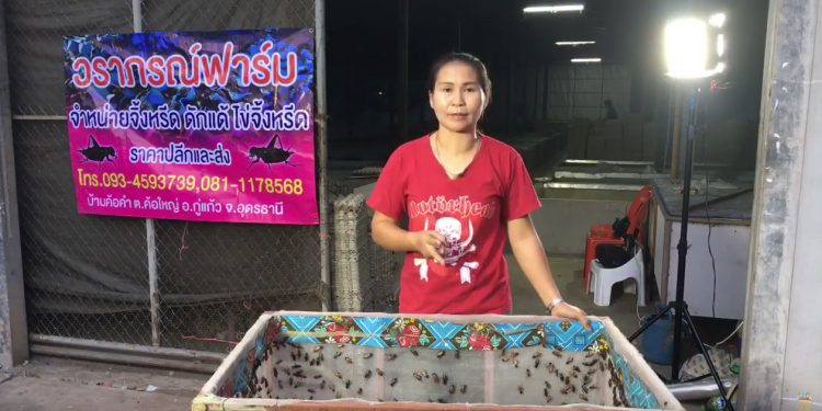 เลี้ยงจิ้งหรีด สร้างรายได้ ไม่ธรรมดา 20,000 – 80,000 บาท/เดือน