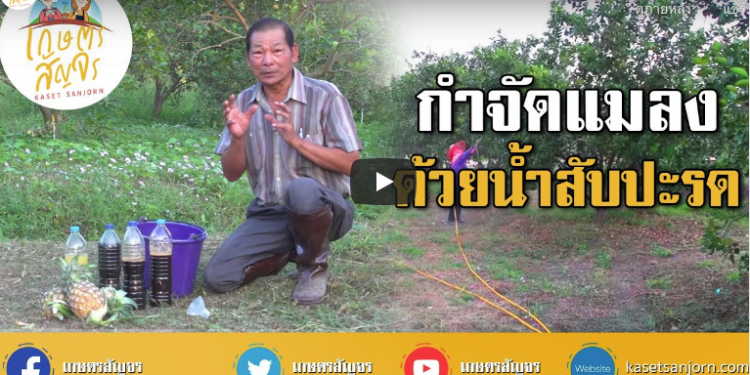 สูตรสับปะรดไล่แมลง