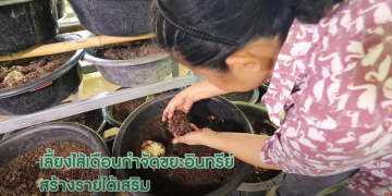 เลี้ยงไส้เดือนสร้างรายได้เสริม