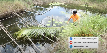 การเลี้ยงหอยขม ณ ศูนย์เรียนรู้เครือข่ายด้านเกษตร ทฤษฎีใหม่ บ้านหนองพลับ