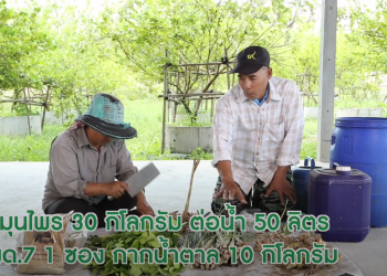 สมุนไพรพื้นบ้านไล่แมลง