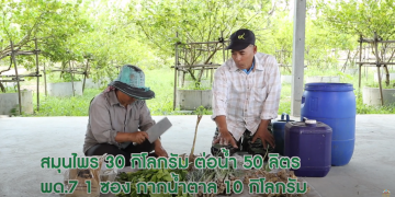 สมุนไพรพื้นบ้านไล่แมลง
