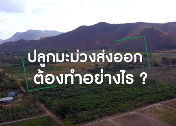 ปลูกมะม่วงส่งออก สร้างรายได้ไม่ธรรมดา