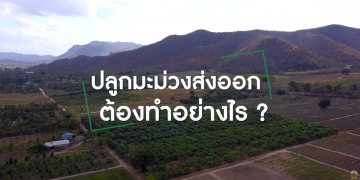 ปลูกมะม่วงส่งออก สร้างรายได้ไม่ธรรมดา