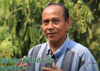 การปลูกลำไยระยะสั้น ให้ได้ผลผลิตเร็ว