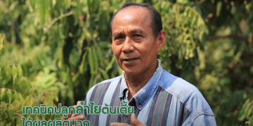 การปลูกลำไยระยะสั้น ให้ได้ผลผลิตเร็ว