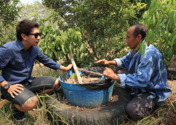 เทคนิคปลูกลำไยในตะกร้า สำหรับคนพื้นที่น้อย