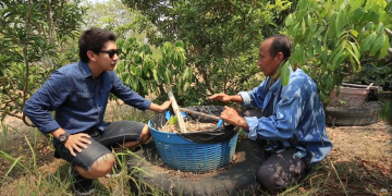 เทคนิคปลูกลำไยในตะกร้า สำหรับคนพื้นที่น้อย