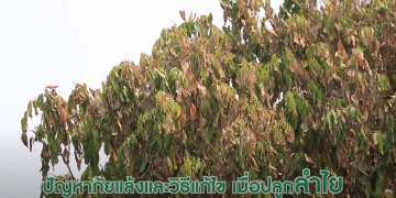 วิธีแก้ปัญหา เมื่อผลผลิตขาดน้ำ ในสภาวะภัยแล้ง | เกษตรสัญจร