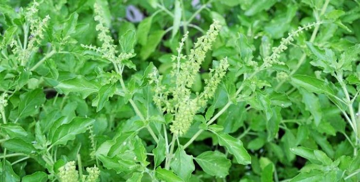 6 เครื่องเทศฤทธิ์แรง ป้องกันหวัด เพิ่มภูมิคุ้มกันได้