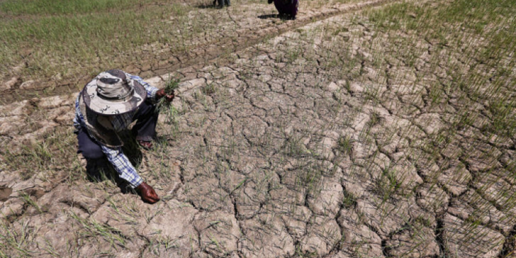 กรมวิชาการเกษตร กระทรวงเกษตรและสหกรณ์ เตือนภัยการผลิตพืชช่วงวิกฤตภัยแล้ง