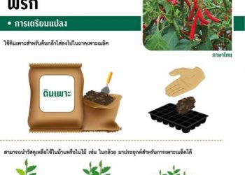 กองขยายพันธุ์พืช กรมส่งเสริมการเกษตรแจกฟรี!!! คู่มือการปลูกพริก