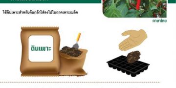 กองขยายพันธุ์พืช กรมส่งเสริมการเกษตรแจกฟรี!!! คู่มือการปลูกพริก
