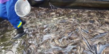 สูตรอาหารปลาดุก ลดทุนเพิ่มรายได้