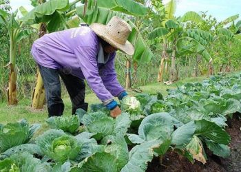 ทำเกษตรอินทรีย์อย่างไร ปลูกถูกวิธีวามารถเพิ่มผลผลิตได้มาก