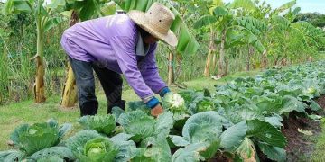 ทำเกษตรอินทรีย์อย่างไร ปลูกถูกวิธีวามารถเพิ่มผลผลิตได้มาก