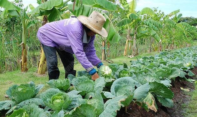 ทำเกษตรอินทรีย์อย่างไร ปลูกถูกวิธีวามารถเพิ่มผลผลิตได้มาก
