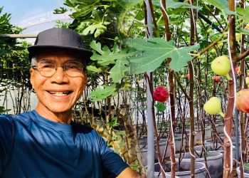 ชีวิตที่มีความสุข..ปลูกมะเดื่อฝรั่ง ครูรัตน์ ทำเกษตรในวัยเกษียณ สร้างรายได้ไม่ธรรมดา