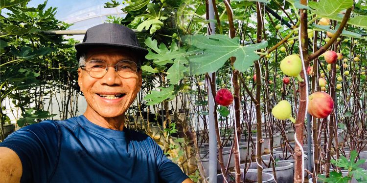 ชีวิตที่มีความสุข..ปลูกมะเดื่อฝรั่ง ครูรัตน์ ทำเกษตรในวัยเกษียณ สร้างรายได้ไม่ธรรมดา