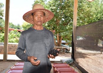 เกษตรกรหัวใส ปลูกบัวในถังพลาสติกเก็บ สายบัว สร้างรายได้ กำไรงาม