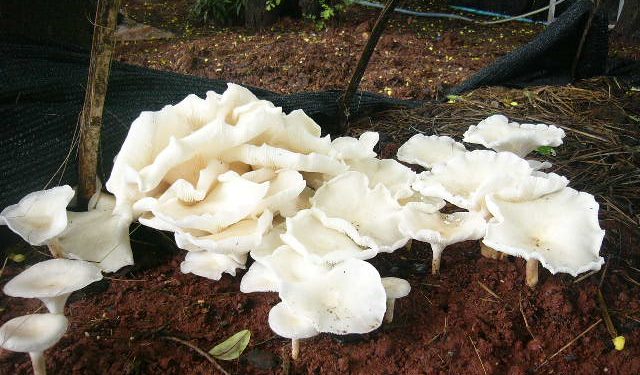 เห็ดโต่งฝน เห็ดเศรษฐกิจตัวใหม่จากประเทศเพื่อนบ้าน