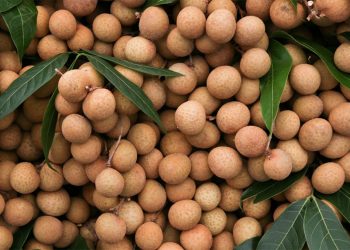 สุดจัด..!! โครงการ เกษตรผลิต พาณิชย์ตลาด ยอดจองผลไม้พุ่งถึงหลักหมื่นล้าน