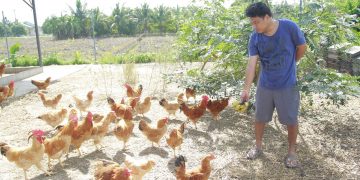 เลี้ยงไก่สายพันธุ์ใหม่ เลี้ยงง่าย โตเร็ว ทนโรคและสภาพอากาศได้ดี เนื้ออร่อย และรายได้ดี