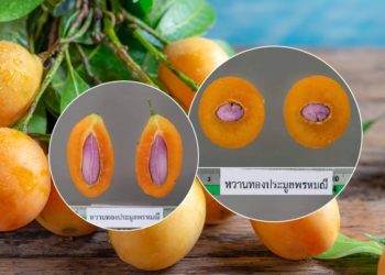 มะปรางหวานทองประมูลพรหมณี ผ่านฉลุย พันธุ์พืชพื้นเมืองเฉพาะถิ่น จ.นครนายก