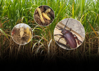 ระวัง ด้วงหนวดยาวอ้อย ในอ้อย