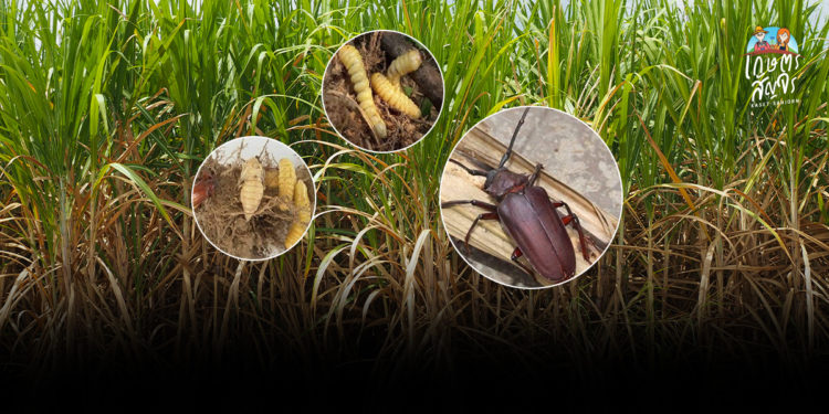 ระวัง ด้วงหนวดยาวอ้อย ในอ้อย