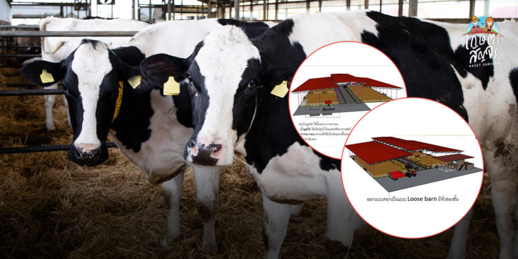 “มนัญญา”หนุนผลักดัน“ฟาร์มโคนมประสิทธิภาพสูง” เสริมเขี้ยวเล็บเกษตรกรไทย