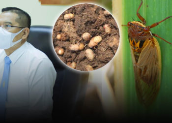 เตือนเกษตรกรผู้ปลูกอ้อยทั่วประเทศ เฝ้าระวังจักจั่นในไร่อ้อย