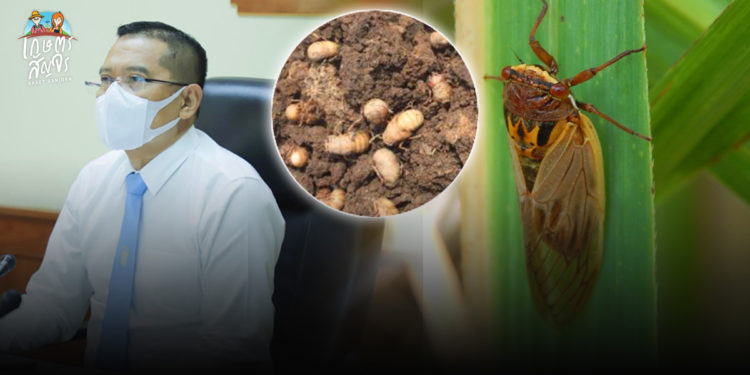 เตือนเกษตรกรผู้ปลูกอ้อยทั่วประเทศ เฝ้าระวังจักจั่นในไร่อ้อย