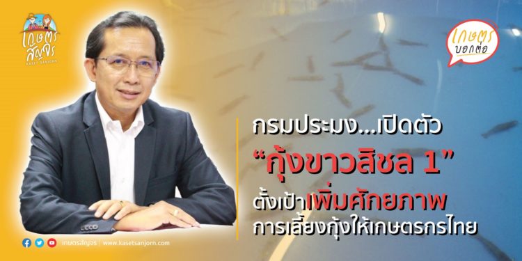 กรมประมง…เปิดตัว “กุ้งขาวสิชล 1”  หลังวิจัยได้สำเร็จ ตั้งเป้ากระจายพ่อแม่พันธุ์เพิ่มศักยภาพการเลี้ยงกุ้งให้เกษตรกรไทย