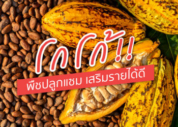 โกโก้ !! พืชปลูกแซม เสริมรายได้ดี