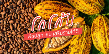 โกโก้ !! พืชปลูกแซม เสริมรายได้ดี