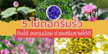 5 ไม้ดอกริมรั้ว กินได้ ลงทุนน้อย ช่วยเสริมรายได้ดี