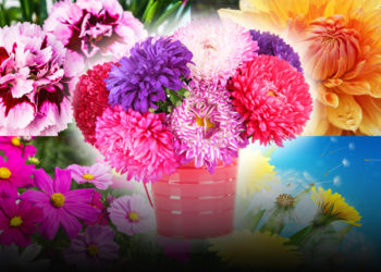 5 ไม้ดอกเมืองหนาว ปลูกง่าย ทนร้อนได้ เหมาะกับคนเมือง