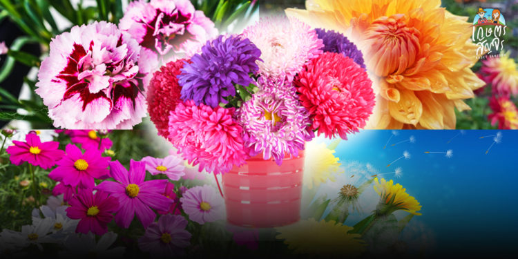 5 ไม้ดอกเมืองหนาว ปลูกง่าย ทนร้อนได้ เหมาะกับคนเมือง