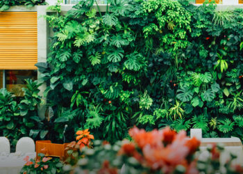 ขยายพันธุ์ไม้ใบยอดฮิต ให้ถูกวิธีต่อยอดเงินล้าน