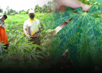 เกษตรฯ สั่งการเร่งลงพื้นที่สำรวจพื้นที่ระบาดให้เป็นปัจจุบัน หลัง ครม. อนุมัติโครงการเพิ่มประสิทธิภาพการควบคุมโรคใบด่างมันสำปะหลังแบบครอบคลุมพื้นที่