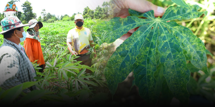 เกษตรฯ สั่งการเร่งลงพื้นที่สำรวจพื้นที่ระบาดให้เป็นปัจจุบัน หลัง ครม. อนุมัติโครงการเพิ่มประสิทธิภาพการควบคุมโรคใบด่างมันสำปะหลังแบบครอบคลุมพื้นที่