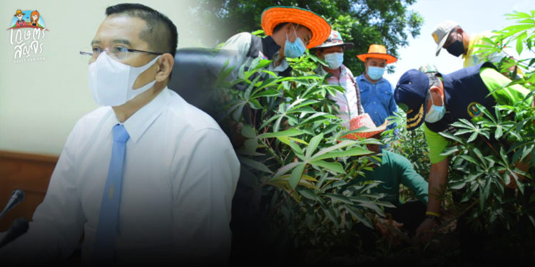 กรมส่งเสริมการเกษตร ชวนเกษตรกรร่วมโครงการเพิ่มประสิทธิภาพการควบคุมโรคใบด่างมันสำปะหลังแบบครอบคลุมพื้นที่ สร้างความร่วมมือในชุมชน