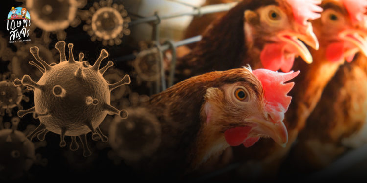 ปศุสัตว์แจ้งเตือน พบไข้หวัดนกสายพันธุ์ H10N3 ติดคนที่จีนรายแรกของโลก