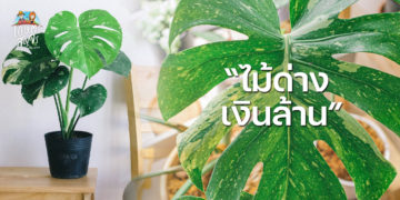 ไม้ด่าง เงินล้าน