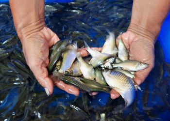 กรมประมง…เพาะพันธุ์ “ปลาตะเพียนขาวนีโอเมล” สำเร็จ!